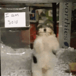Dancing Little Pup Animal GIF