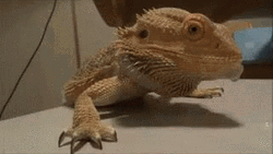 Dancing Lizard Bearded Dragon GIF