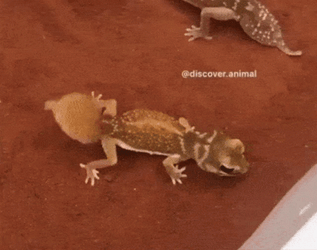 Dancing Lizard Raising Its Tail GIF