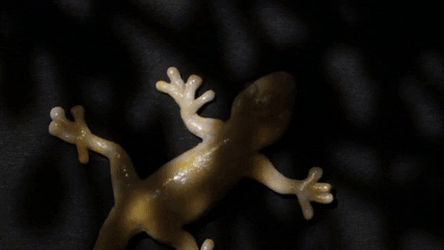 Dancing Lizard Wiggling Its Body GIF