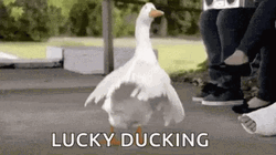 Dancing Lucky Ducking GIF