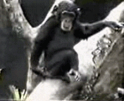 Dancing Monkey Falling GIF