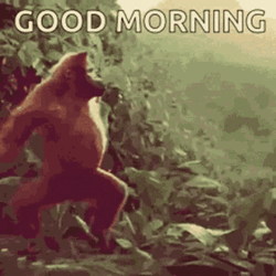 Dancing Monkey Good Morning Meme GIF