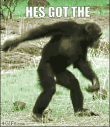 Dancing Monkey Got The Moves Meme GIF