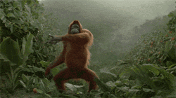 Dancing Monkey In The Forest GIF