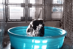 Dancing Monkey In Tub GIF