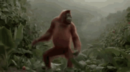 Dancing Orangutan In The Forest GIF
