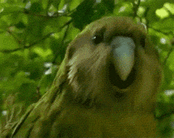 Dancing Parrot Bird Animal GIF