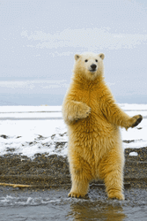 Dancing Polar Bear GIF