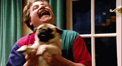 Dancing Pug And Zach Galifianakis GIF
