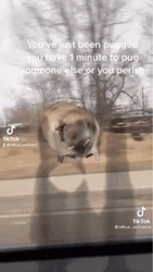 Dancing Pug GIF