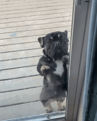 Dancing Pug Billy Bounce GIF