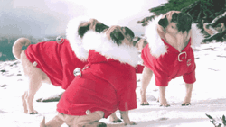Dancing Pug Dog Funny Santa Costume GIF