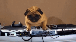 Dancing Pug Dog Rocking GIF