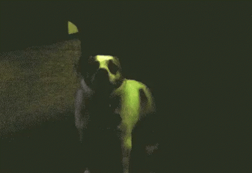 Dancing Pug Dog With Dancing Lights GIF