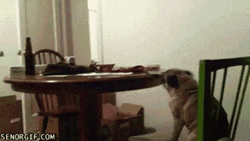 Dancing Pug On The Chair GIF