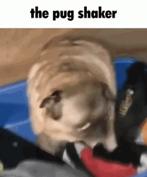 Dancing Pug Shaker GIF