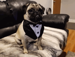 Dancing Pug Wearing Tuxedo GIF