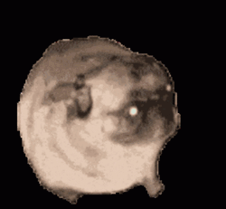 Dancing Pug With Black Background GIF