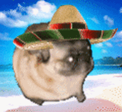 Dancing Pug With Cute Hat GIF