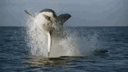 Dancing Shark Jump From Water GIF