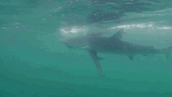 Dancing Shark Wiggles On Water GIF