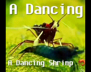 Dancing Shrimp on Yellow Background