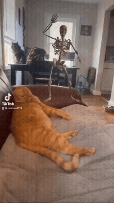 Dancing Skeleton Next To Lying Cat GIF