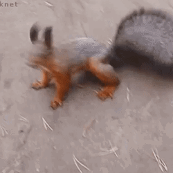 Dancing Squirrel Beat Drops GIF