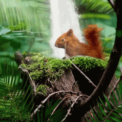 Dancing Squirrel In Nature GIF