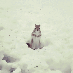 Dancing Squirrel Snow Happy Feet GIF