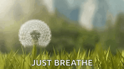 Dandelion Blowing In The Wind Just Breathe GIF