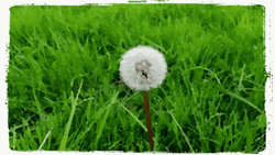 Dandelion On The Grass GIF