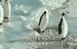 Dang Its Cold Penguin Pushed GIF