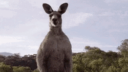 Dangerous Kangaroo Looks