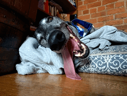 Dangling Tongue Happy Dog GIF
