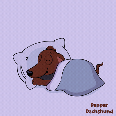 Dapper Dachshund Sleeping GIF