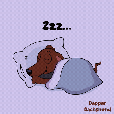 Dapper Dachshund Sleeping GIF