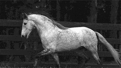 Dapple Grey Pommel Horse GIF