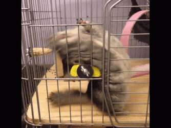 Dark Colored Chinchilla Exhibition GIF