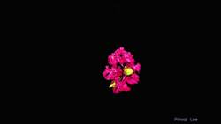 Dark Floral In The Dark GIF
