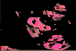 Dark Floral Pink Silhouette GIF