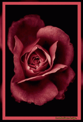 Dark Floral Rose Blooming GIF