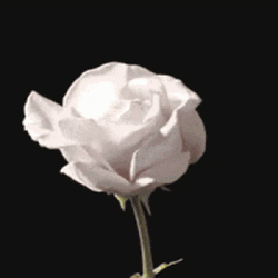 Dark Floral White Happy Birthday GIF