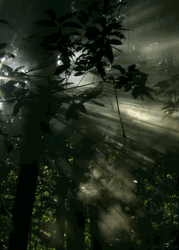 Dark Forest And Sun Rays GIF