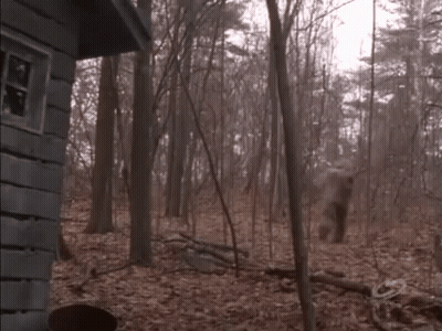 Dark Forest With Trees And Leaves GIF