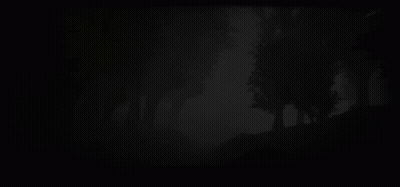 Dark Forest With Trees In Fog GIF