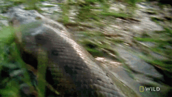 Dashing Anaconda Monster Snake GIF