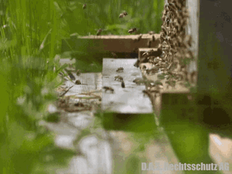 Dasrechtsschutz Dasrechtsschutzversicherung GIF