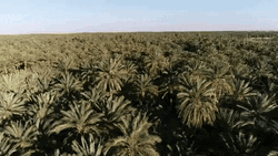Date Palm Tunisia Destination GIF